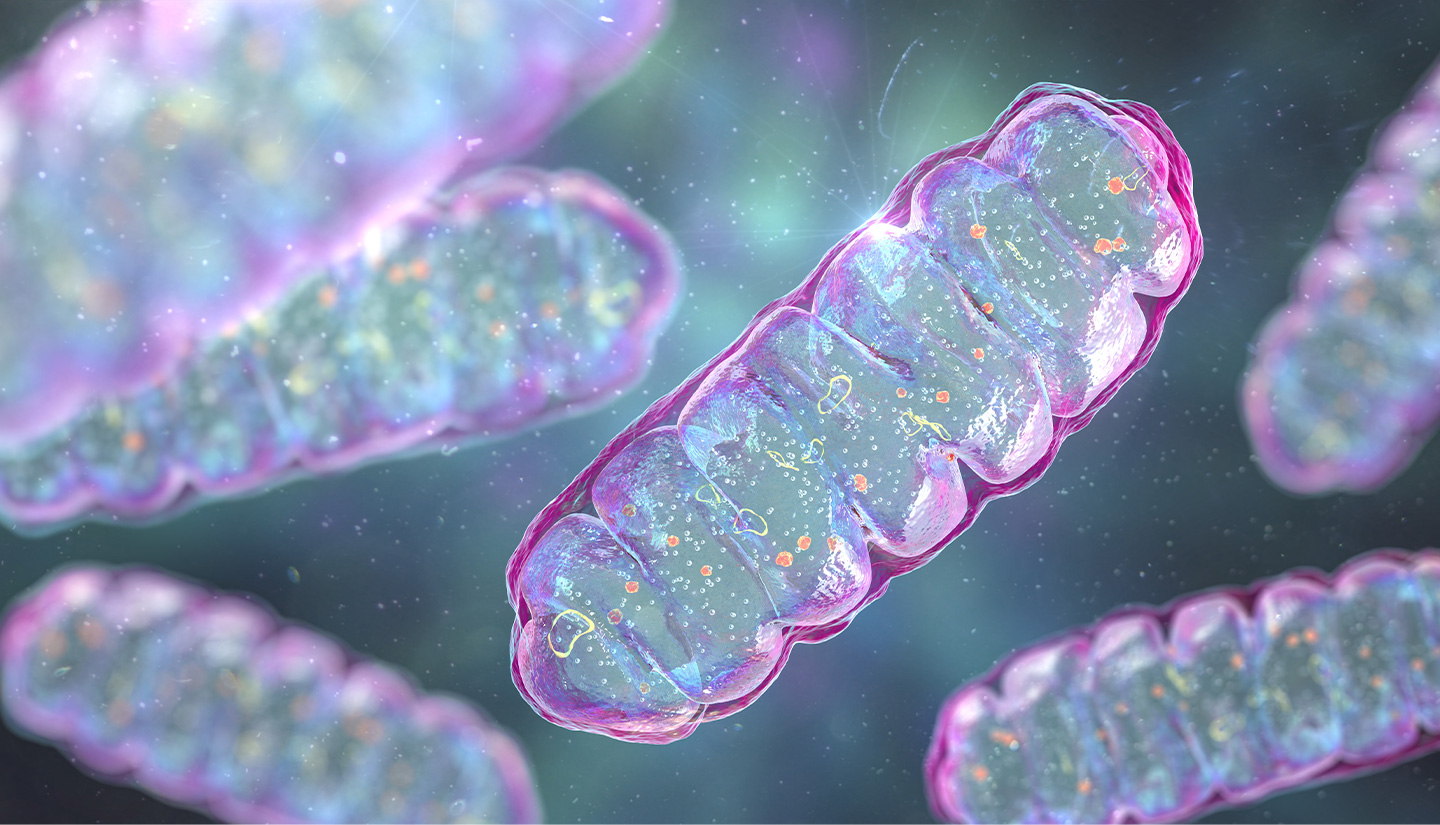 Mitochondria - IMPERIUM GRP PTE LTD